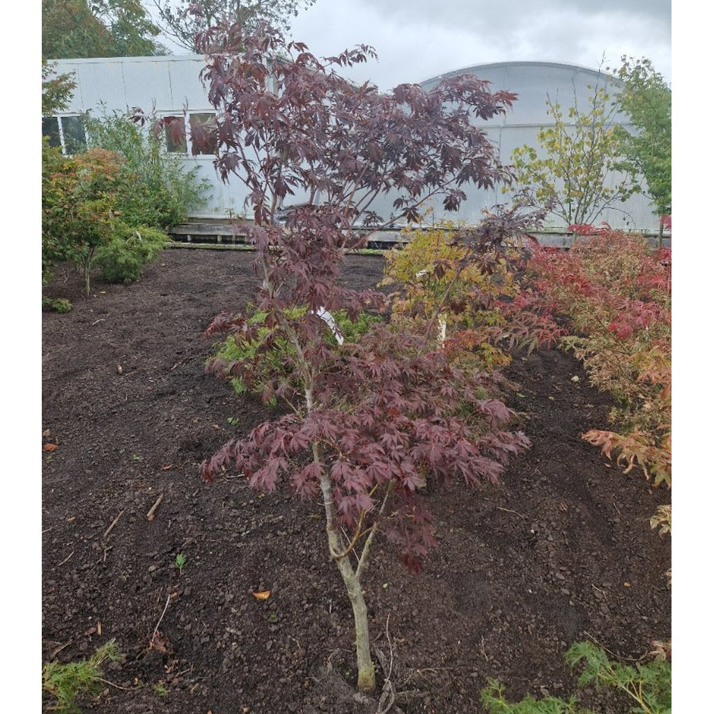 Japansk lönn – Acer pal. 'Burgundy Lace' - 125-150 CM RB